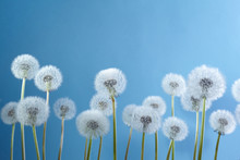 White Dandelions On Blue Background. Summer, Nature Background.