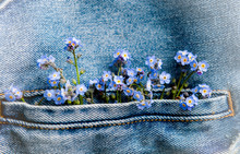 Macro Close Up Of Adorable Tiny Blue Forget Me Not Flowers In Jean Pocket