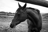 Fototapeta  - Czarno białe zdjęcie konia jedzącego siano.