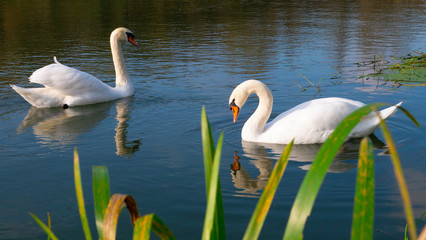 Two beautiful swans on the river.