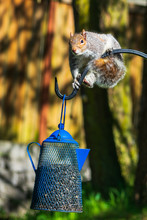 Squirrel Caught Eating Bird Seed