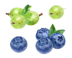Wall Mural - Gooseberry with leaf and blueberry watercolor illustration isolated on white background