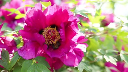 Wall Mural - Flowering of large pink peonies, flowering peonies in summer in the garden