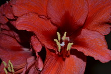 Close-up Of Red Day Lily Blooming Outdoors