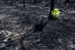 New leaves burst forth from a burnt tree after forest fire.The rebirth of nature after the fire.Ecology concept.background.