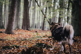 Fototapeta Sawanna - Hund im Wald