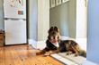 © Trevor Adeline/Caia Image - Portrait cute dog laying in kitchen doorway