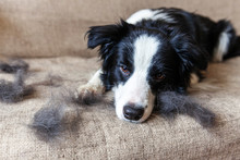 Funny Portrait Of Cute Puppy Dog Border Collie With Fur In Moulting Lying Down On Couch. Furry Little Dog And Wool In Annual Spring Or Autumn Molt At Home Indoor. Pet Hygiene Allergy Grooming Concept.