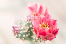 Close Up Of A Pink Flower On A Cholla Cactus