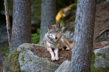 Sticker - Wolf (Canis lupus) stay on the rock. Calm wolf has a rest on the rock. Hidden predator in the forest