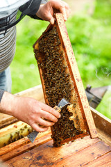 A beekeeper checks the beehives in the bee-garden by pulling out the individual frames and examining them carefully, apiculture concept