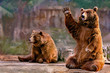 © perpis - couple of bears sitting waving
