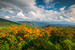 Appalachian Trail Flame Azalea Flowers Spring Mountains Scenic Landscape Photography