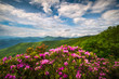 Blue Ridge Parkway North Carolina Mountain Spring Flowers Scenic Landscape Photography