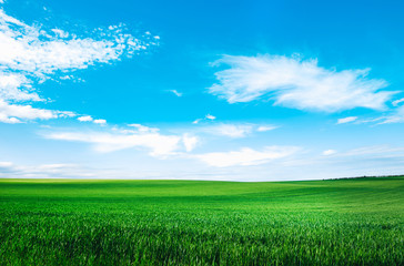 Wall Mural - Meadow field wheat hill with white clouds and blue sky. Panoramic landscape