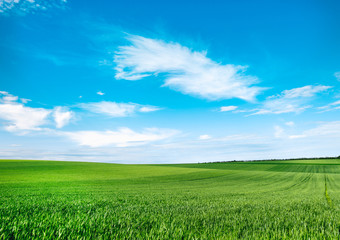 Wall Mural - Meadow field wheat hill with white clouds and blue sky. Panoramic landscape