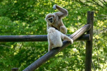 single white-hand gibbon on a stem in the zoo