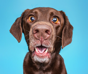 Brown chocolate lab with a funny face in an isolated background studio shot