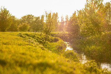 Wall Mural - Mosqito swarm hatching season, beautiful rural farm view, sunny spring evening, bugs emerging from river, blod sucking swarm of insects flying above the water, photo with lens flare