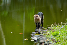 White Faced Capuchin Monkey (cebus Capucinus) Next To A Green Water Lagoon.