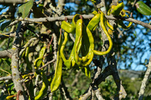Green Carobs Hanging On A Tree Branch In Algarve, Portugal