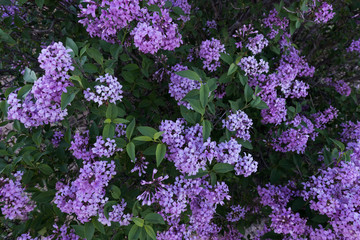 Wall Mural - Lilacs in bloom in the spring.