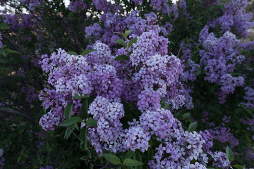 Wall Mural - Lilacs in bloom in the spring near Deming, N.M.