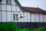 Fototapeta Łazienka - Pigeons flying in England