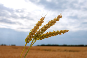 Wheat ears on a background of wheat field and sky.