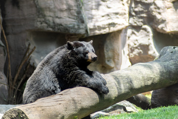 bear on zoo