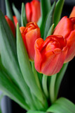 Fototapeta Tulipany - bouquet of blooming red tulips with green leaves