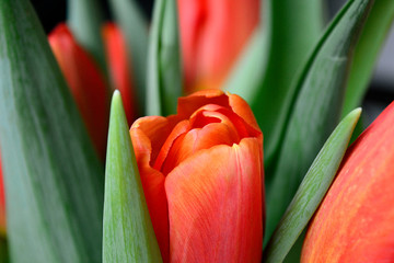 close up of red tulip on green leaf background