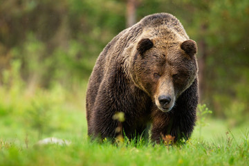 threatening brown bear, ursus arctos, male approaching from front view on meadow in high tatras nati