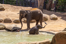 Mother Elephant And Baby Playing With Water At The Melbourne Zoo, Australia