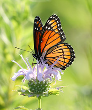 Monarch On Flower
