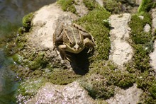 Toad Sitting On Stone