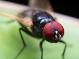 Macro Photo of Black Fly on Green Leaf