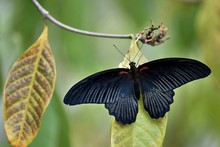 Close-up Of Black Butterfly On Leaf In Forest
