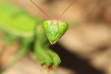 Close-up Of Praying Mantis