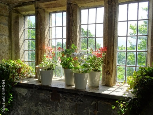 Fototapeta na drzwi i meble Potted Plants On Window Sill