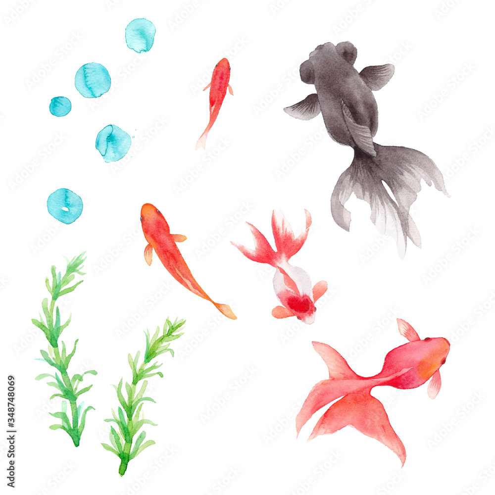 絵画　アクリル画　原画　金魚　水草　夏　涼しい　癒し　S.I 金魚5種と水草のセット。水彩イラストのトレースベクター Stock