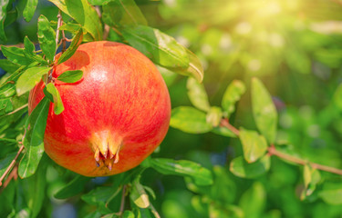 Red pomegranate on branch among green foliage under bright sun