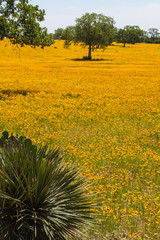 Giant Field of Brown Eyed Susans (Rudbeckia hirta) Near Marble Falls, Texas, USA