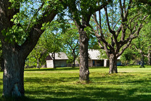 Pecan Trees And Log Cabin On The Johnson Family Settlement, Lyndon B. Johnson National Historic Park, Johnson City, Texas, USA