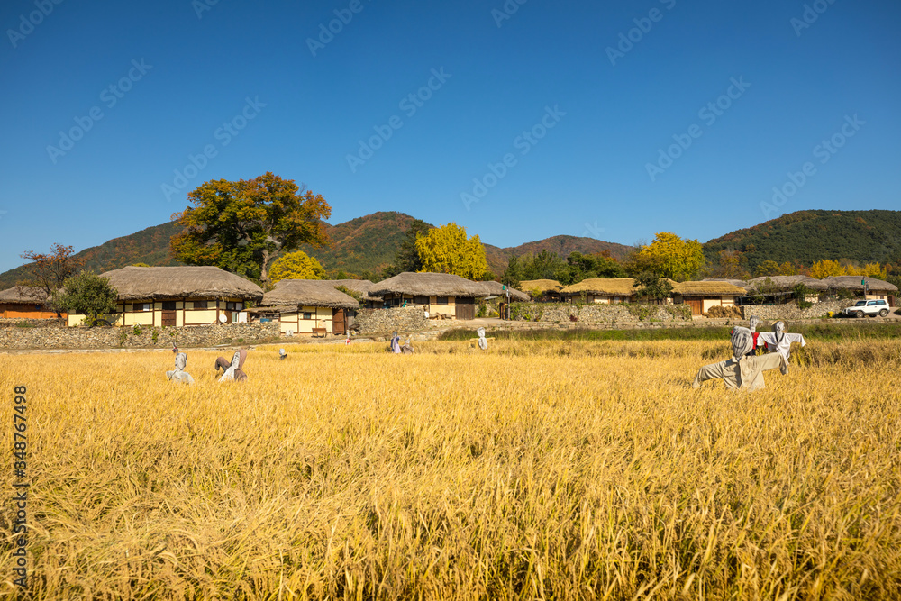 Beautiful autumn rice field and traditional thatched house. Traditional ...