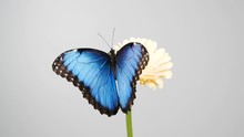 Slow Motion Of Beautiful Blue Silk Morpho Butterfly Opening Wings On A Daisy Flower On Grey Background With Copy Space