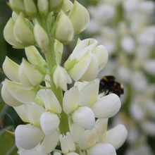 Bumblebee On White Flower