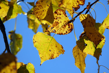 Sticker - Blätter einer Pappel im Herbst