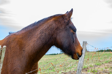 Wall Mural - portrait of the tilted head of a horse that looks at us askance