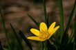 Scharbockskraut Blüte Makro, Hintergrund verschwommen